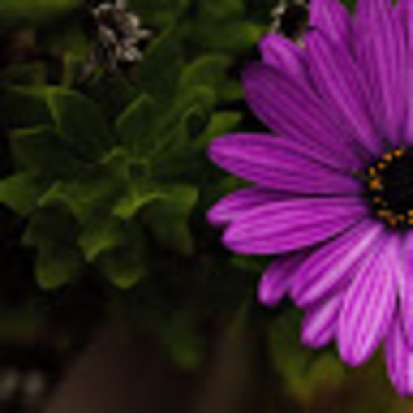 Meet your Posher, Eryn - Picture 1 of 1